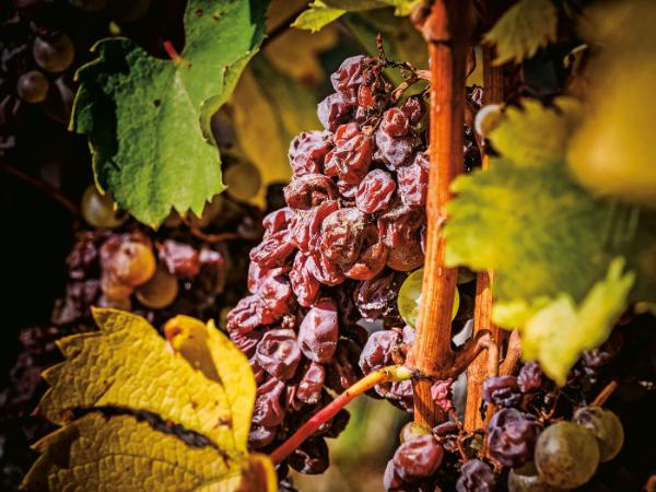 Tokaj Aszú robi się z rodzynek.