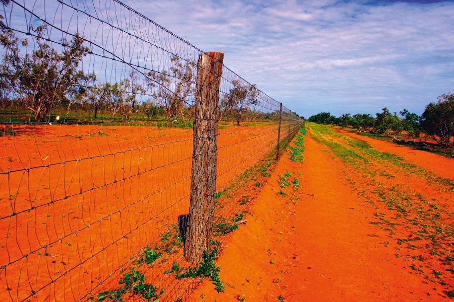 Najdłuższy płot na świecie – dingo fence (Australia).