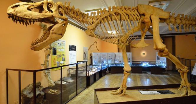 Fragment ekspozycji Muzeum Ewolucji PAN w Warszawie. Tarbozaur (Tarbosaurus bataar) z pustyni Gobi