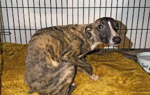 Jeden z wygłodzonych chartów whippetów z hodowli Meradith w Puławach