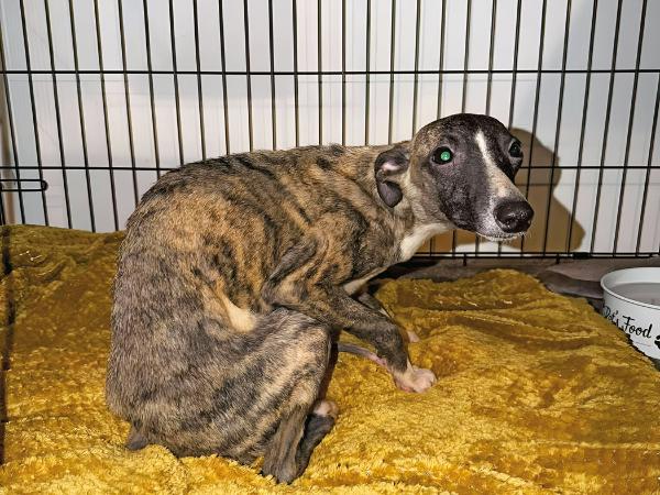 Jeden z wygłodzonych chartów whippetów z hodowli Meradith w Puławach
