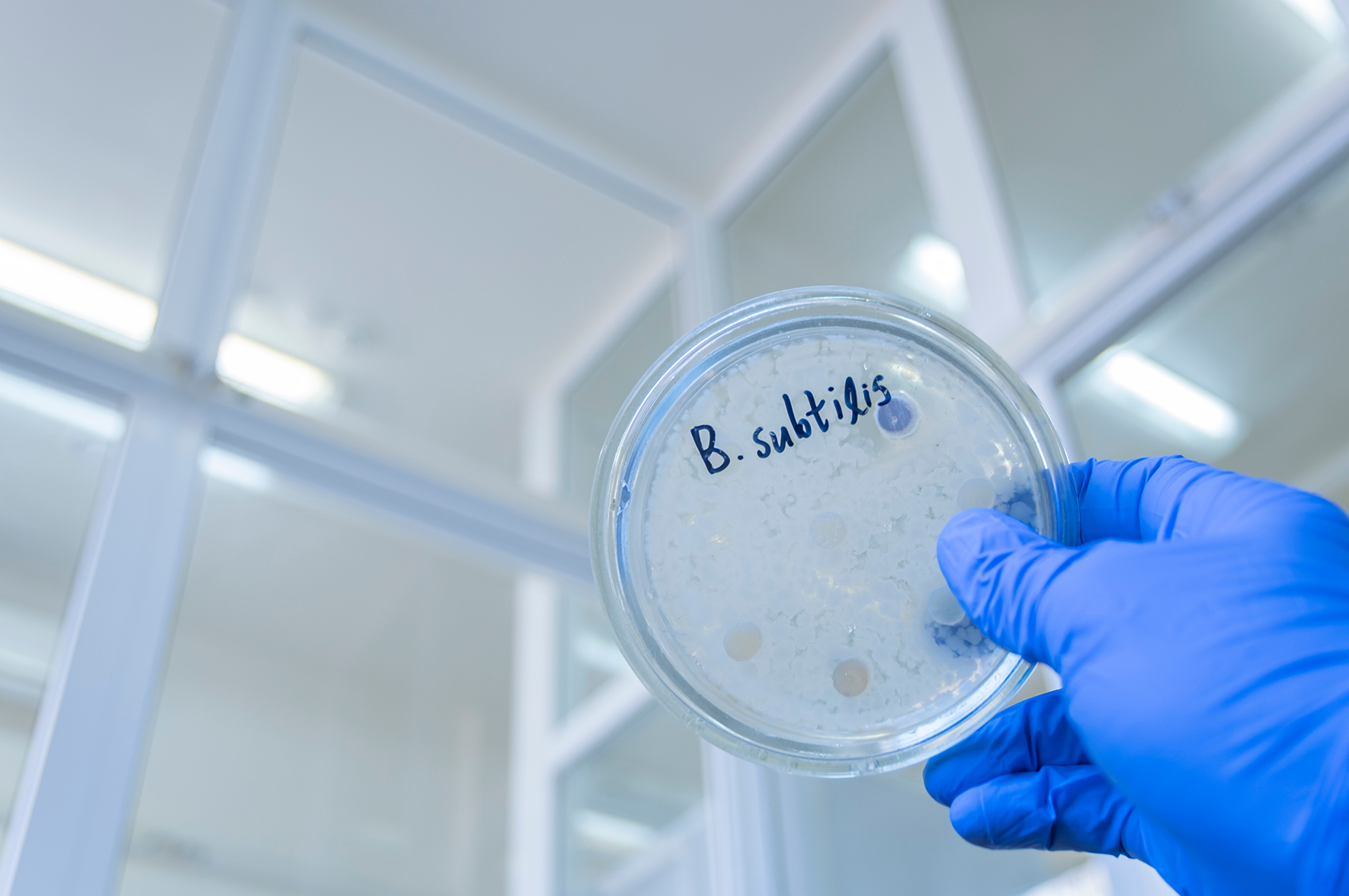 Bakteria, która w kosmosie czuje się znakomicie