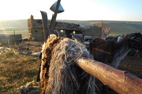 Owcze skóry przydadzą się przy ścieleniu zimowego szałasu