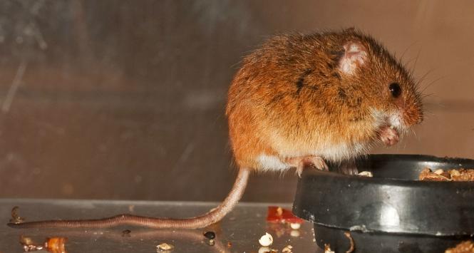 Małe myszki zostały poczęte dzięki spermie, która przez 9 miesięcy dryfowała w kosmosie.