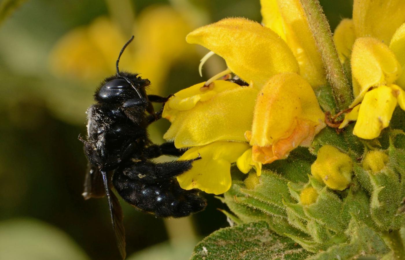 Samica czarnej pszczoły, czyli zadrzechni fioletowej (Xylocopa violacea), ma ciemnofioletowe ubarwienie i niemal czarne włoski.