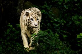Tygrys W kwietniu tego roku WWF i Global Tiger Forum doniosły, że po raz pierwszy od wielu lat, wzrosła liczebność dziko żyjących tygrysów. Okazało się, że na wolności żyje prawie o 700 zwierząt tego gatunku więcej niż w 2010 roku. Sytuacja nie jest jednak tak jednoznaczna, jak może wydawać się na pierwszy rzut oka. Jak podkreśla Paweł Śledziński z WWF Polska, niektóre gatunki tygrysa udaje się skutecznie chronić, podczas gdy inne, niemal na naszych oczach, na zawsze znikają z tego świata.