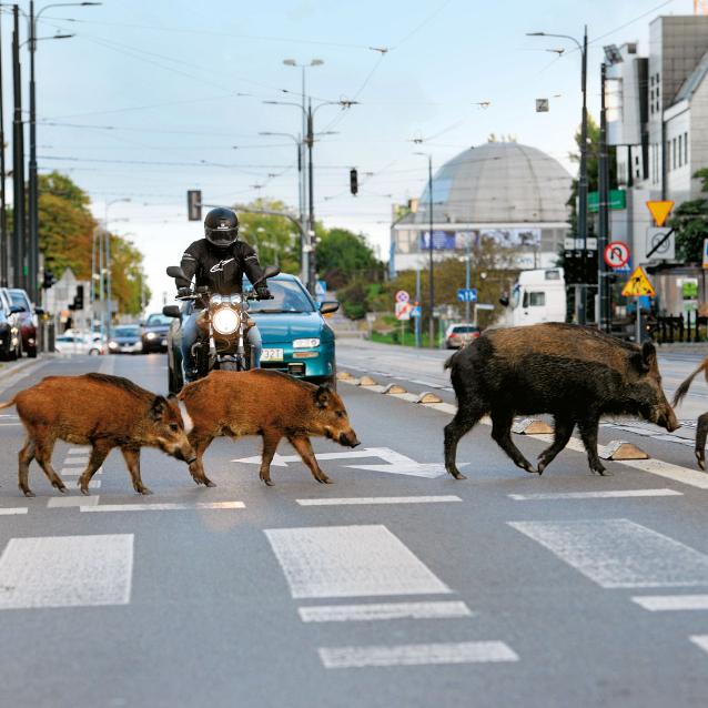 Antykoncepcja to recepta na dzika. Nie jest jednak metodą idealną i budzi wątpliwości etyczne