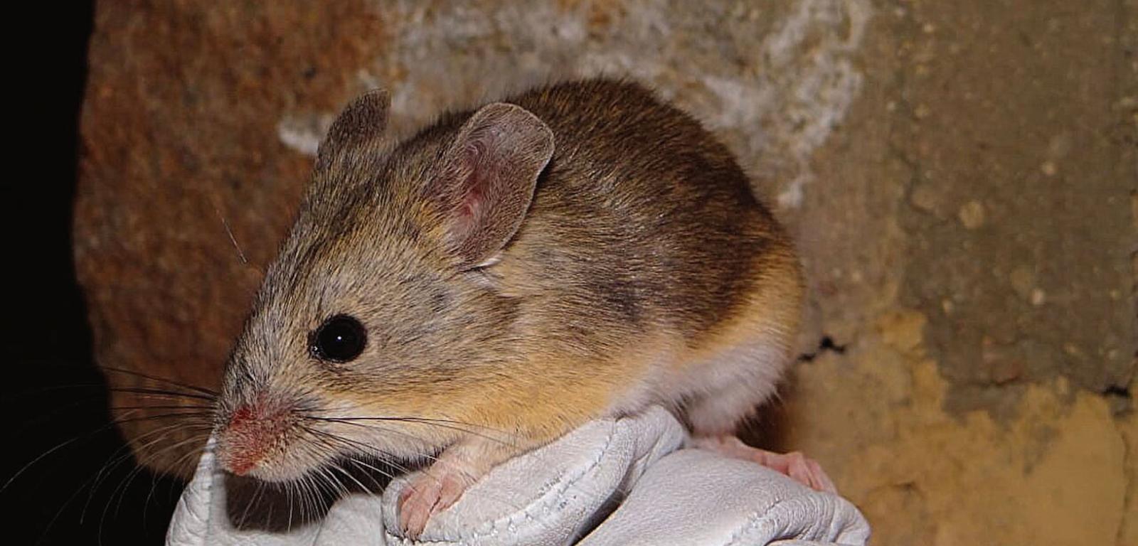 Mysz z gatunku Phyllotis vaccarum zamieszkuje płaskowyż wulkaniczny Puna de Atacama na pograniczu Chile i Argentyny.