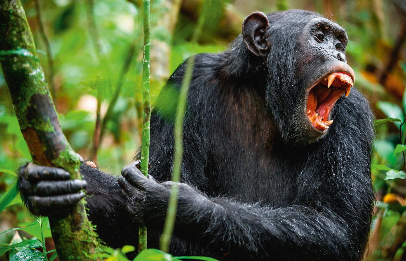 Agresywny szympans.