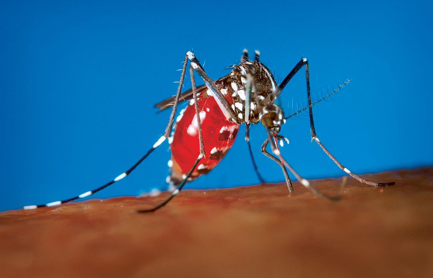Aedes albopictus, jeden z dwóch gatunków komara, który przenosi wirusa zika.