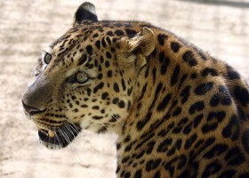 Lampart amurski (rosyjski Daleki Wschód). Prawie wytępiony ze względu na swoją  urodę. Niegdyś żył też w Chinach. W naturze pozostało tylko 30 – 50 osobników. Stan najwyższego zagrożenia w czerwonej księdze IUCN. Najprawdopodobniej nie przetrwa.