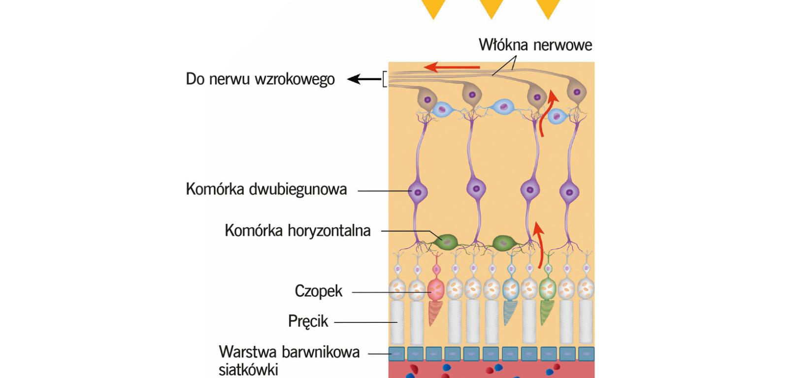 Pręciki I Czopki To Komórki światłoczułe Które Znajdują Się W