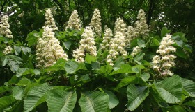 Symbol matur - kwitnące kasztanowce.