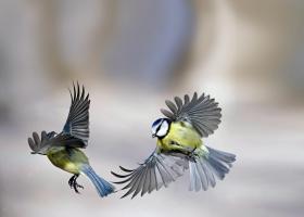 Sikory modre. U tych ptaków o płci piskląt decyduje... czapeczka na głowie samca.