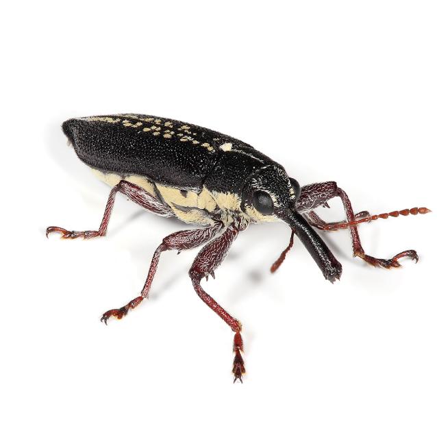 Wołek długonosy (Rhinotia hemistictus)