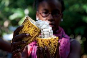 Corinne Joachim Sanon sprawdza jakość ziaren w owocach, które właśnie dostarczyli mieszkańcy górskiej wioski na wschód od Cap Haïtien.