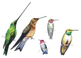 Wszystkie gatunki kolibrów mają wąski i długi dziób, dopasowany do budowy kwiatów. Jego dolna część może się zginać i rozszerzać, gdy ptaki te polują na owady.