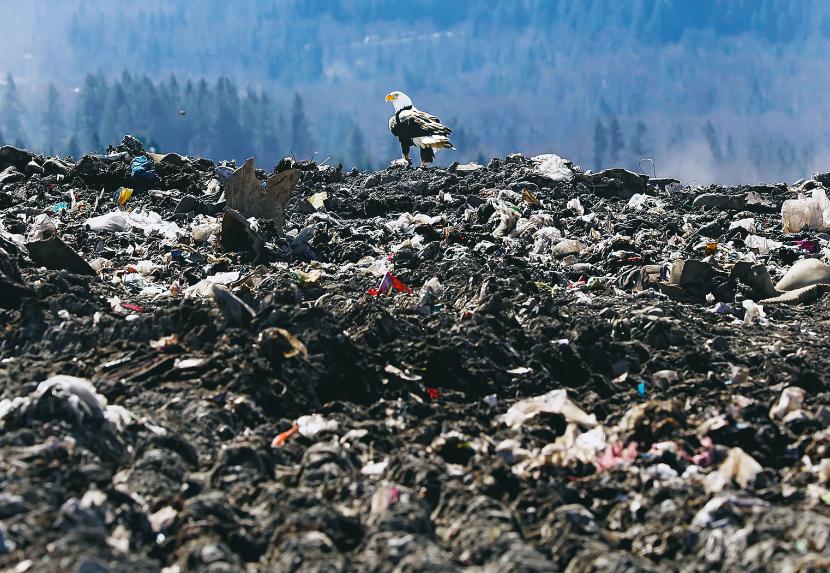 Wysypisko śmieci Cedar Hill. Ptaki porywają worki z odpadkami i bombardują nimi okoliczne osiedla.