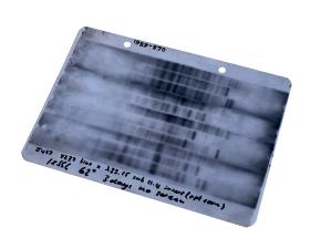 Pierwszy tzw. genetyczny odcisk palca, czyli obraz fragmentów DNA, sporządzony przez brytyjskiego genetyka Aleca Jeffreysa, 1984 r.