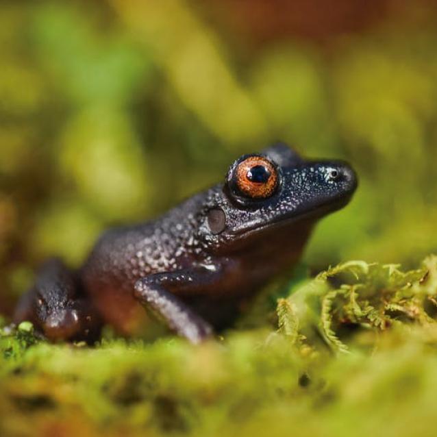 Oreobates zongoensis, czyli żaba o diabelskich oczach/Steffen Reichle/www.conservation.org