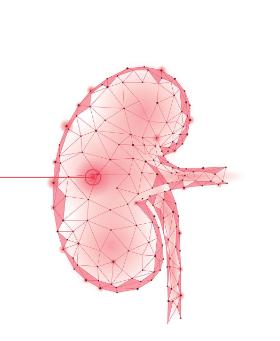 Transplantolodzy pokazują dane, że niebezpieczeństwo związane z oddaniem nerki za życia wiąże się z ryzykiem liczonym zaledwie w promilach.