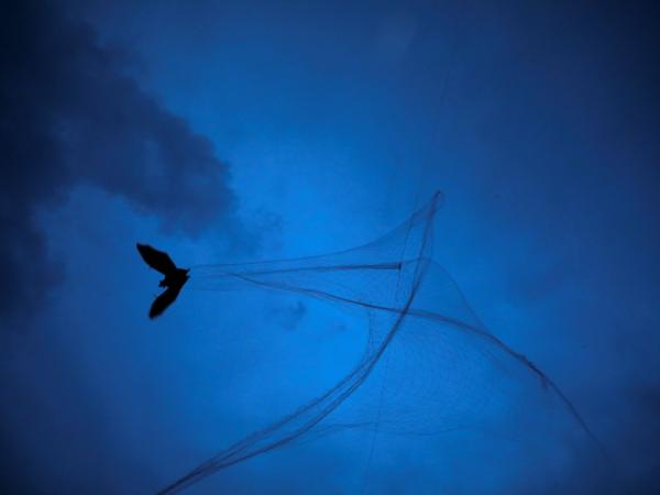 Nietoperz złapany w sieć rozstawioną przez asystentów laboratoryjnych podczas badań nad wirusem Nipah w okolicy Shuvarampur w Faridpur, Bangladesz