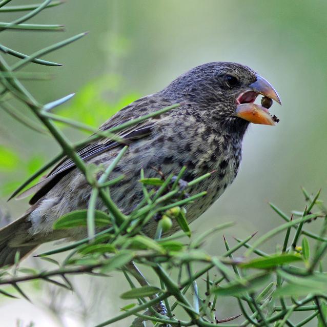 Zięba Darwina