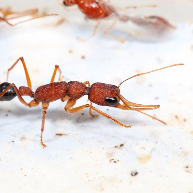 Robotnica Harpegnathos saltator.