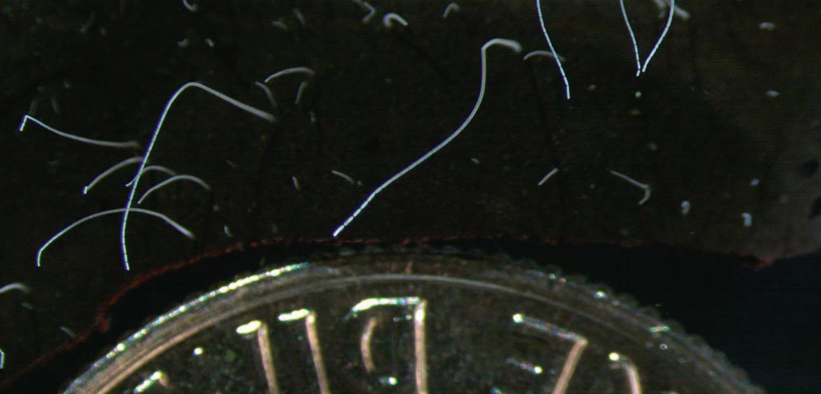 Thiomargarita magnifica, bakteria o rekordowej długości dochodzącej do 2 cm.