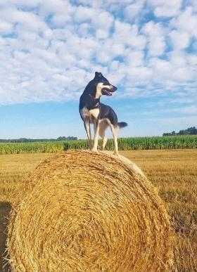 Samba, którą udało się wychować dzięki zajęciom z trenerką psów.
