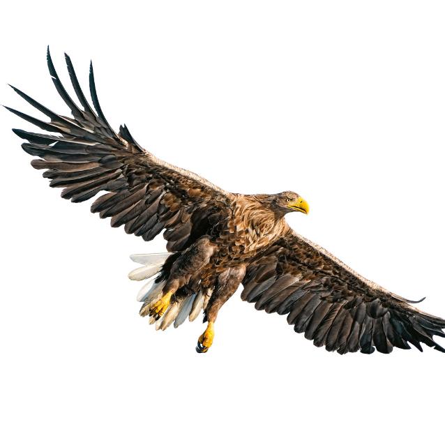 Jaki znak twój? Orzeł biały? Już nie. Nadgorliwi Polacy zmieniają nazwy roślin i zwierząt