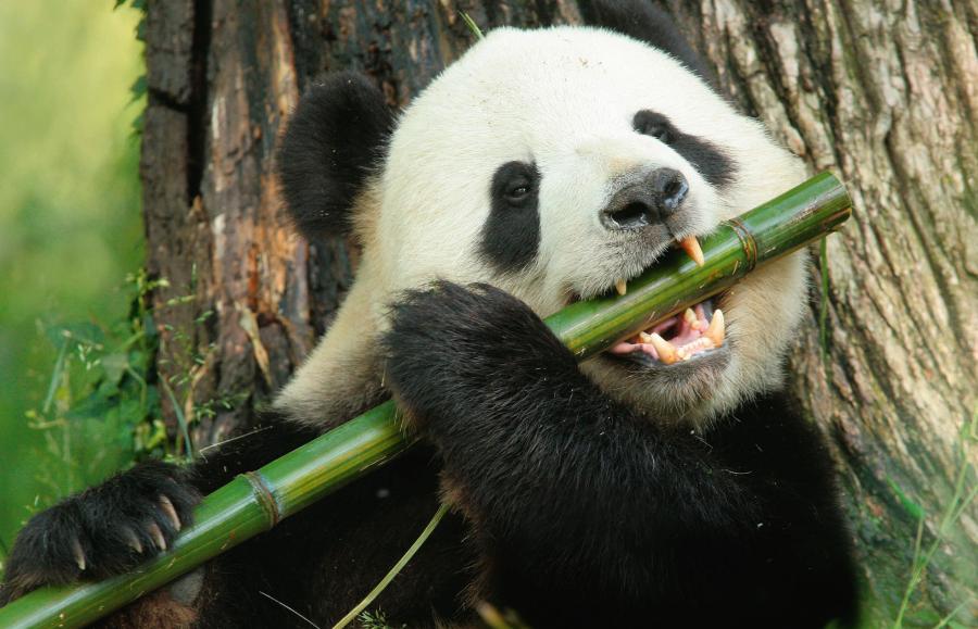 Pandy wielkie są najbardziej roślinożernymi ssakami należącymi do rzędu drapieżnych. Żywią się pędami bambusa.