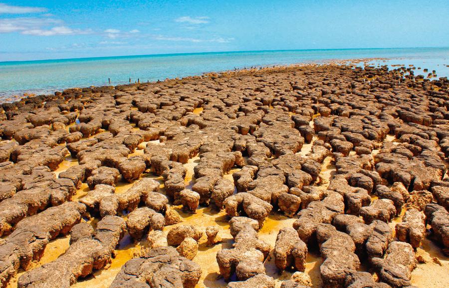Czwartorzędowe stromatolity w zachodniej Australii.