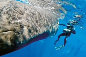 Spotkanie kultur pod wodą: amerykański nurek i olbrzymi kaszalot spermacetowy w pobliżu Dominikany.