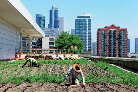 Uprawa dachowa w centrum kongresowym McCormic Place w Chicago