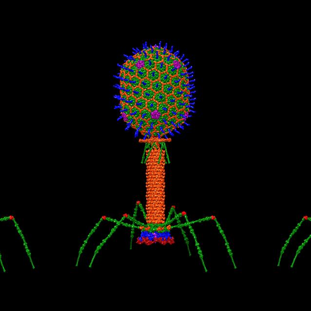 Bakteriofagi są pożywne i zdrowe