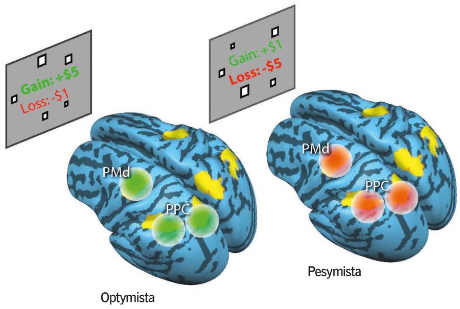 Aktywność niektórych obszarów mózgu optymistów wzrasta w odpowiedzi na nagrodę, a pesymistów w odpowiedzi na karę.