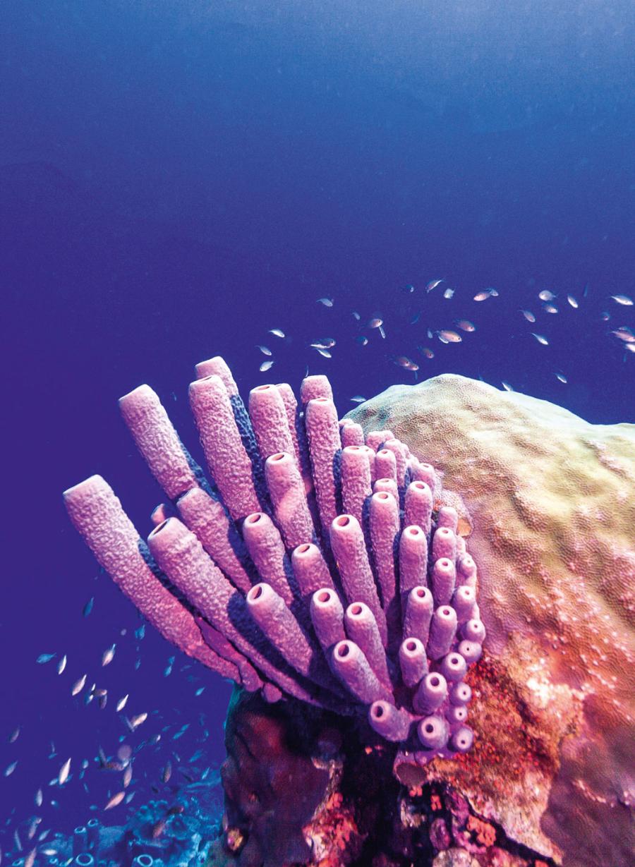 Aplysina archeri występuje na rafach koralowych.
