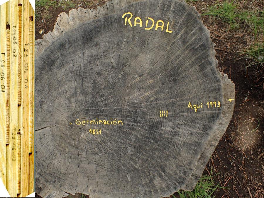 Sekwencja przyrostów rocznych odzwierciedla warunki klimatyczne i historię stanowiska na którym rośnie dane drzewo. Po lewej: rdzenie przyrostowe z sosen zwyczajnych z torfowisk Borów Tucholskich, po prawej: wycinek z pnia drzewa radal (Lomatia hirsuta) na wyspie Isla Victoria w Argentynie z zaznaczonym rokiem skiełkowania (1851) i rokiem wycinki (1993).