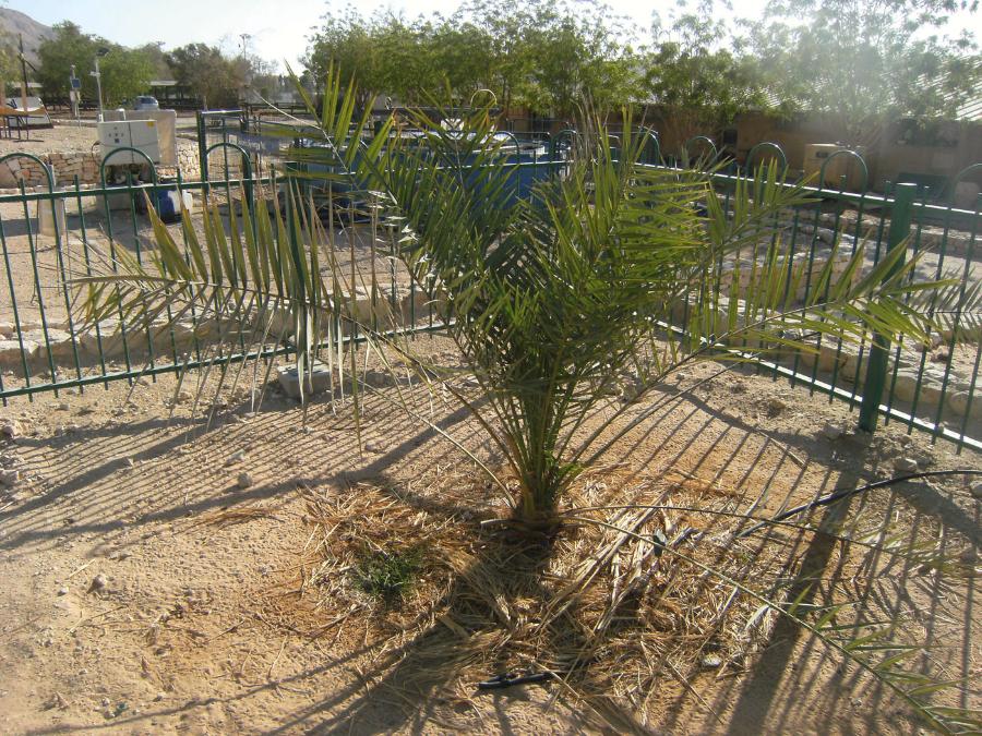 Palma daktylowa otrzymana z nasion znalezionych w wykopaliskach Masady.