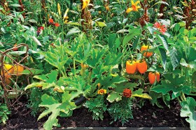 Przykład ogrodu uprawianego nie tylko dla oka, lecz także dla podniebienia