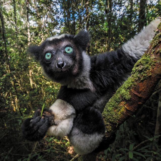 Madagaskarskie indrisy używają powtarzających się struktur rytmicznych w przejmujących, wykonywanych całymi rodzinami wokalizacjach.