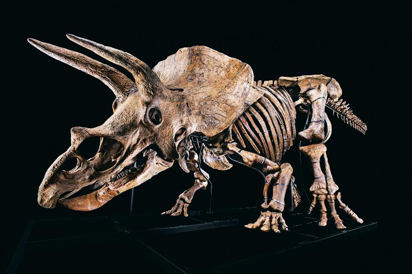 Triceratops Big John sprzedany na aukcji w Paryżu w październiku 2021 r. za 6,6 mln euro. Trafił do prywatnego muzeum na Florydzie – oraz do Księgi Guinnessa.
