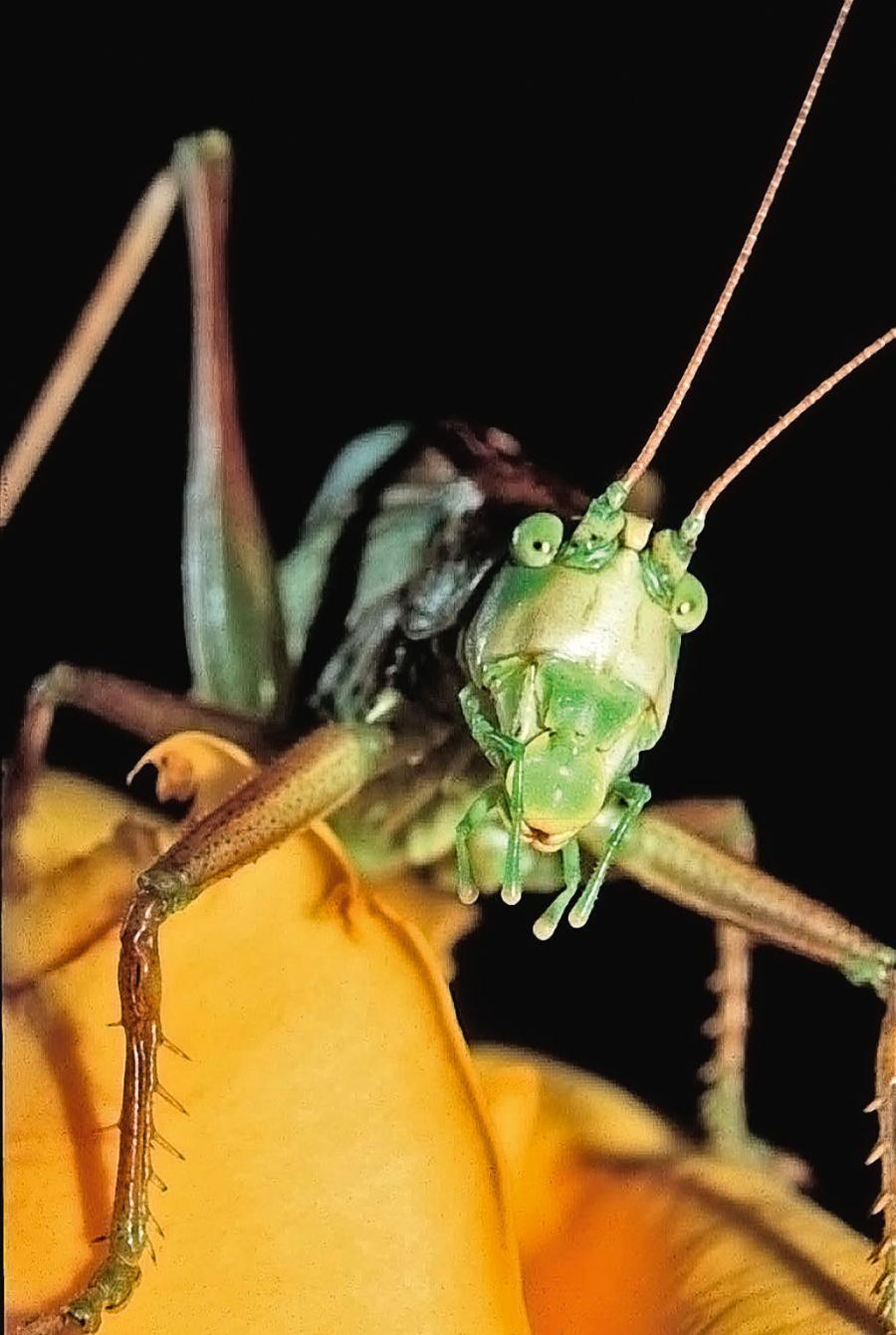 Wesoły wyraz twarzy pasikonika śpiewającego (Tettigonia cantans) jest efektem owalnego kształtu wargi górnej. W rzeczywistości owady są „śmiertelnie poważne”, a pasikoniki to bezwzględni drapieżcy.