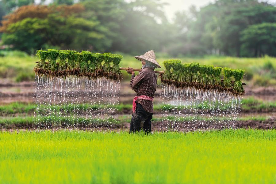 Na skutek zmian klimatycznych uprawa ryżu staje się coraz bardziej problematyczna.