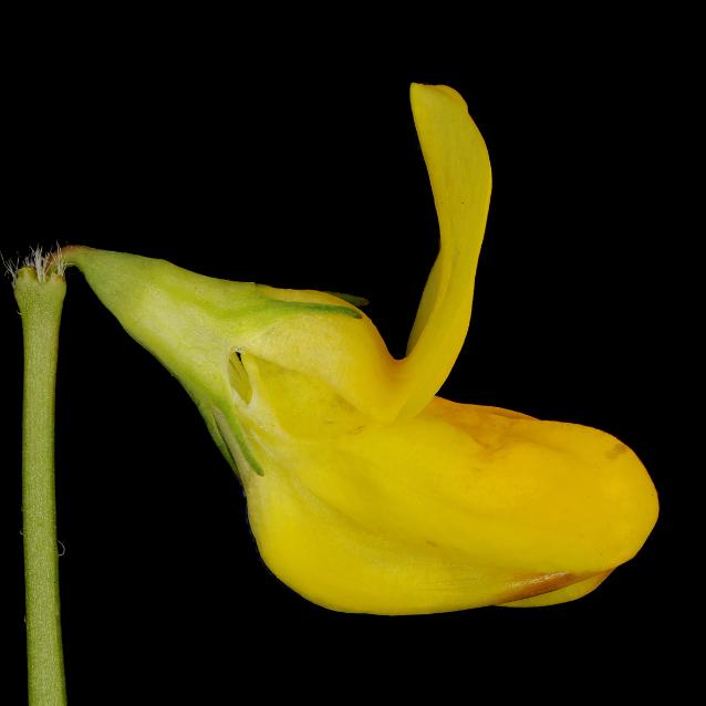 Lotus corniculatus, czyli komonica zwyczajna.