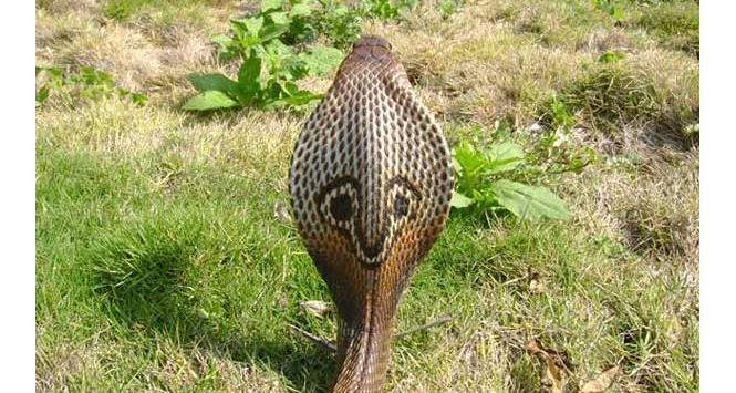 Fot. Michael Allen Smith, Flickr (CC by SA)