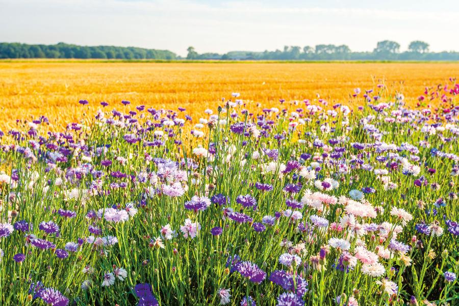 Zmiana klimatu stanowi nagły i poważny szok dla wielu gatunków, który, jeśli to możliwe albo zmusi je do przystosowania się, albo doprowadzi do ich wyginięcia.