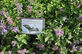 Powrót do naturalności i dbałość o harmonię roślin i zwierząt (chodzi nie tylko o pszczoły, ale także np. o nietoperze).