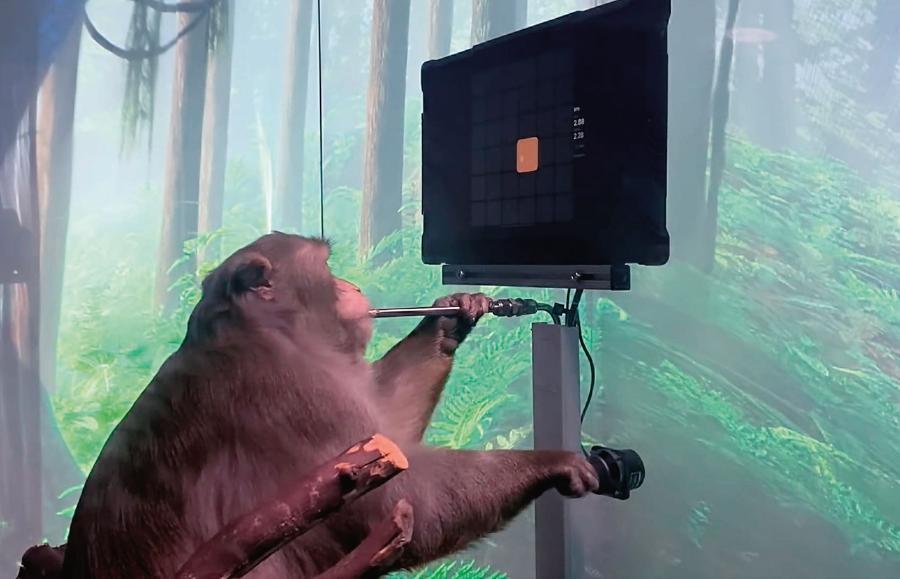 Małpa Pager z wszczepionym czipem Neuralinku gra w wirtualnego ping-ponga.